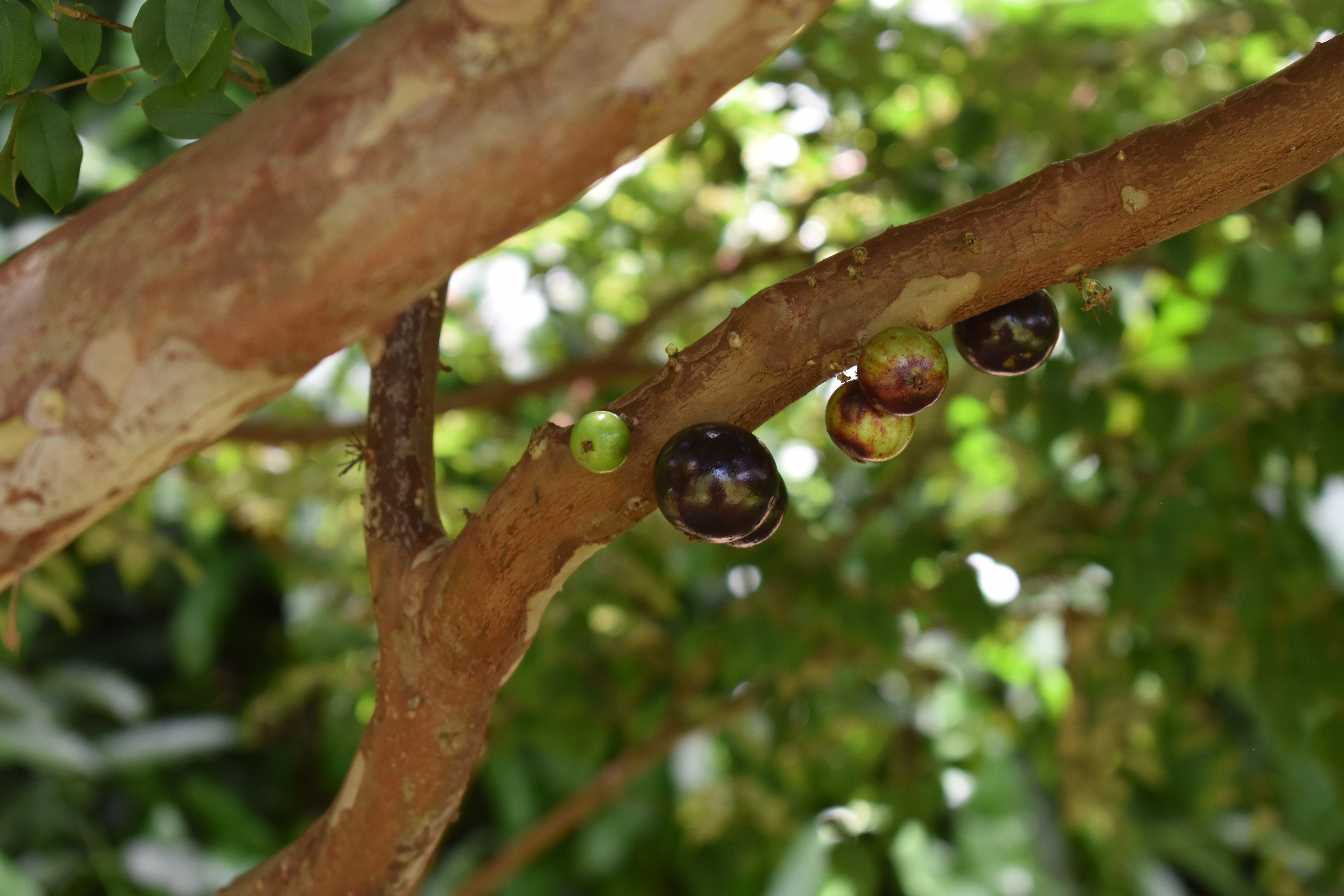 Photo 16-grapetree.JPG